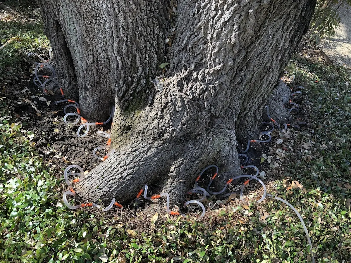 Detailed Tree Cabling and Bracing job site in Shingletown